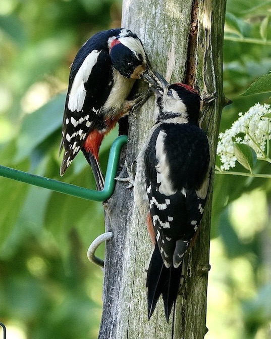 great spotted woodpecker